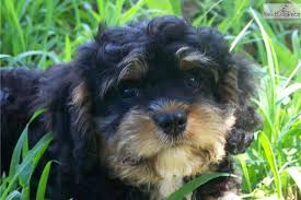 Check spelling or type a new query. Pooton Puppies For Sale Georgia The Y Guide