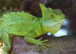 Another name for this species is the. Basilisk Lizard Rla Aspire