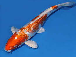 Orange marmalade glaze mixon fruit farms. White And Orange Koi Fish Novocom Top