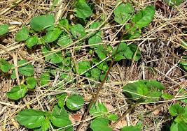 Image result for Boerhavia coccinea