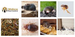 Integrated pest management (ipm) is an environmentally friendly, common sense approach to controlling pests. Pest Control Burnley
