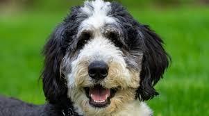 The saint berdoodle will have a mixture of attributes from saint bernard and the poodle. Saint Berdoodle Breed Information Saint Bernard Poodle Mix