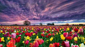 Best high quality flower wallpapers collection for your phone. Field Colorful Flowers Wallpaper 1920x1080 22839