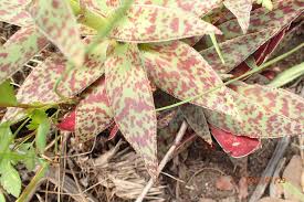 Image result for Crassula alba