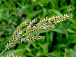 Image result for Echinochloa
