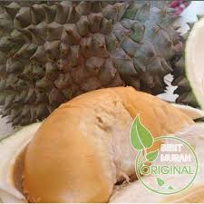 3 tahun durian duri hitam berbuah dengan perawatan yang intensif durian duri hitam bisa berbuah. Jual Bibit Durian Duri Hitam Terbaru Juni 2021 Blibli