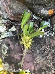 Image result for Pavetta uniflora