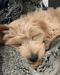 He Took Sleeping Pills Scary Dogs Beautiful Dogs Dog Gifs