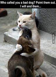 45 caturday memes ranked in order of popularity and relevancy. Have Some Laugh With These Hilarious Caturday Memes Cute Animals Funny Animal Pictures Cute Funny Animals