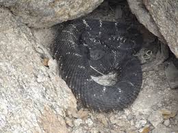 Younger snakes can be more hazardous because they're small and hard to see, and because they are born without a rattle. Crotalus Cerberus Wikipedia