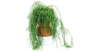 Image result for Rhipsalis baccifera