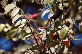 Image result for Plicosepalus