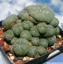 Image result for Loxodera caespitosa