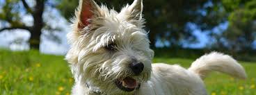 Your site was a clear winner with u.s. Cairn Terrier Owner S Guide My Family Vets