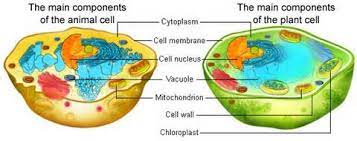 Cells abandon the spread or elongated shape characteristic of interphase and contract into a spherical morphology during mitosis. The Difference Between Plant And Animal Cells Create Webquest