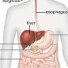 The human body has 11 body systems. Https Encrypted Tbn0 Gstatic Com Images Q Tbn And9gcsxbmmadj698a8qdqw3emuxcxkpdolzwsekjqqws4hyqm7exfbq Usqp Cau