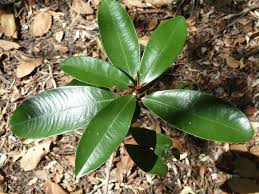 Image result for Englerophytum magalismontanum