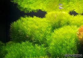Image result for Pogostemon aquaticus