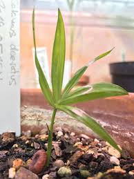 Image result for Calamus deerratus