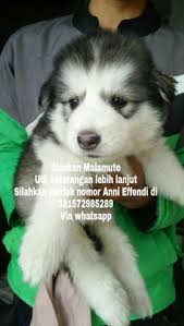 Bersamaan dengan siberian husky, alaskan malamute (alaska) juga termasuk salah satu anjing salju yang digemari. 7 Ide Von Javelline Kennel Jual Anjing Alaskan Malamute Kualitas Super Anjing Malamut Alaska Alas