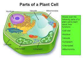 However, the difference in their structure and functions in these groups of living organisms is quite significant. Biology Vacuole S Definition Function And Structure