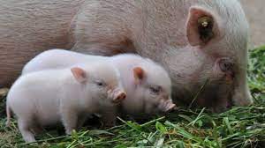 Check spelling or type a new query. 100 Swansea Micro Pigs Culled For Public Safety Bbc News