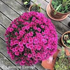 Les Chrysanthemes Ca Peut Etre Tres Beau Ou Tres Moche Que Pensez Vous De Celui Ci Cestlatoussaint Fleur Lavieenruche L Instagram Posts Instagram Uccle