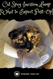 If your pet isn't microchipped and you aren't having your dog or cat spayed or neutered at pets in stitches, ask your veterinarian to tattoo! Cat Spay Incision Lump What To Expect Post Op Upgrade Your Cat