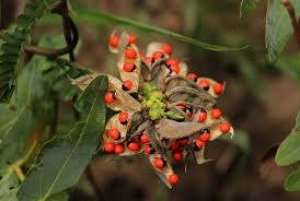 Image result for Abrus fruticulosus