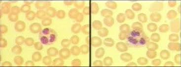White Blood Cell Differential Count Lab Tests Glowm