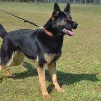 Police K9 Dogs For Sale By Trained Police Dogs For Sale On Soundcloud Dogs For Sale Police Dog Training K9 Dogs