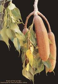 Image result for Entandrophragma caudatum