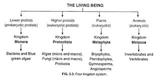 The Kingdom System Of Organisms Classification Top 6 Concepts