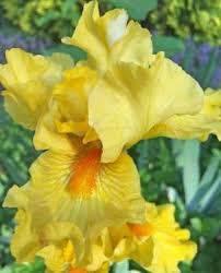 Check spelling or type a new query. Yard And Garden Bearded Iris Faqs News