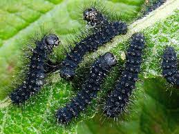 Caterpillar Life Cycle Wildlife Insight