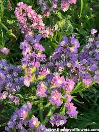 Image result for Limeum viscosum