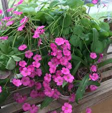 Image result for Oxalis debilis