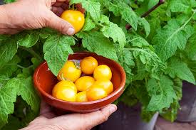 Håll koll på dina tomatplantor. Odla Gula Tomater Din Odlarvan