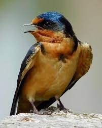 barn swallow by dan miller barn swallow swallow pelican art