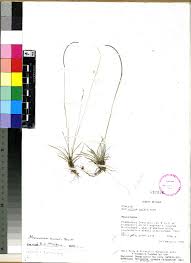 Image result for Microchloa altera