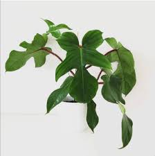560k members in the houseplants community. Reddit Houseplants I Just Got My First Philodendron And It S This Beautiful Philodendron Squamiferum The Stems Are S Philodendron Plant Leaves Houseplants