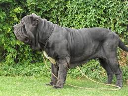 Napoliten Mastiff Elityavru Com