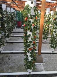 Maybe you would like to learn more about one of these? How To Grow Strawberries In Aquaponics Howtoaquaponic