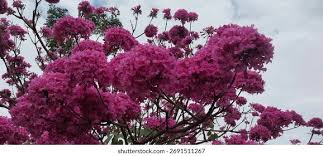 Image result for Handroanthus sp. near impetiginosus