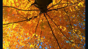 Happy fall! Here's why leaves change color