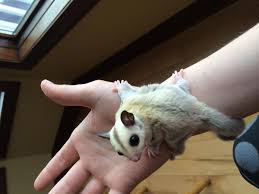 Leucistic Sugar Gliders For Sale Platinum 100 Leucistic Het Female Sugar Gliders Looking For New Homes Sugar Glider Sugar Glider For Sale Gliders