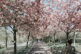 Daniel krauss, jochen engert & andré schwämmlein, flixbus founders. The Best Spots To View Cherry Blossoms In Berlin