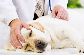 Most of our pets who get regular preventive care have a stool sample analyzed annually and are on heartworm preventive are unlikely to develop a case of severe parasitism. Intestinal Parasites In Dogs And Cats Shallowford Animal Hospital