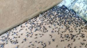 Los mosquitos invaden casas, patios, parques y balcones, pero hay trucos caseros para combatirlos. Corcubion Sufre Una Invasion De Mosquitos Inofensivos