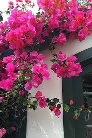 Check spelling or type a new query. 20 Best Flowering Vines Best Wall Climbing Vines To Plant